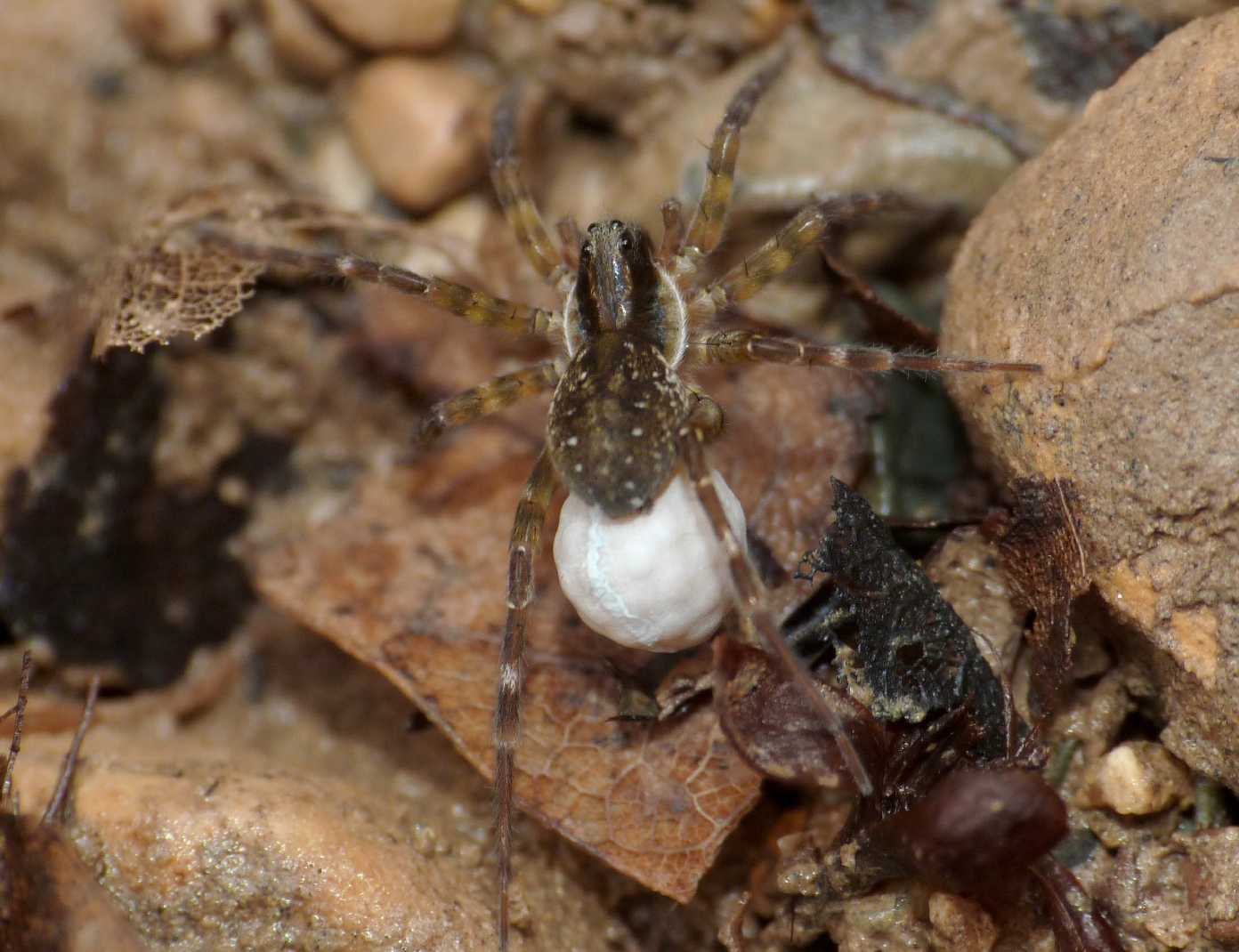 Pirata sp. - Tolfa (RM)